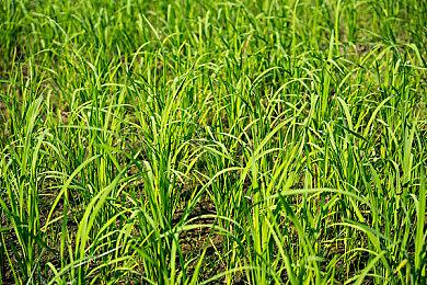 《心之眼》10分钟实机 展示战斗、飞行和无人机能力